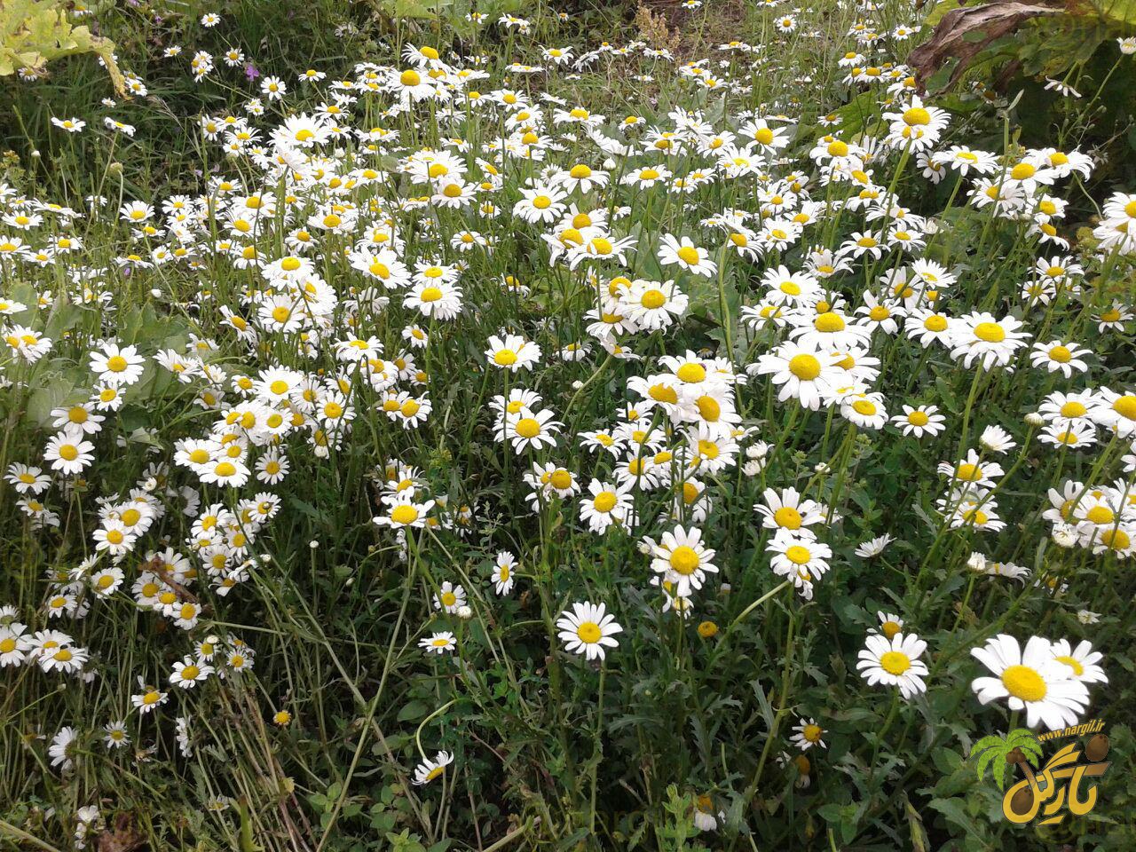 آلاله برفی - گیاهان بومی ایران